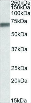 Anti-LMNB1 antibody produced in goat affinity isolated antibody, buffered aqueous solution