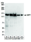Rabbit anti-USP7 Antibody, Affinity Purified