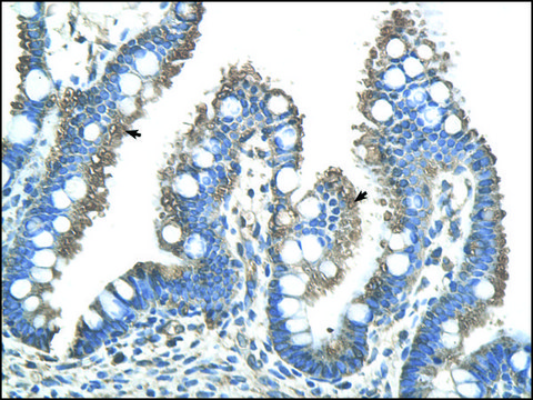 Anti-RNF121 antibody produced in rabbit IgG fraction of antiserum