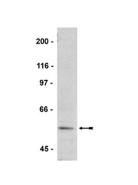 Anti-phospho-VASP (Ser239) Antibody, clone 16C2 clone 16C2, Upstate&#174;, from mouse