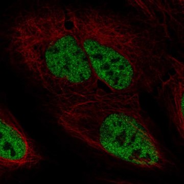 Anti-PPP4R2 antibody produced in rabbit Prestige Antibodies&#174; Powered by Atlas Antibodies, affinity isolated antibody