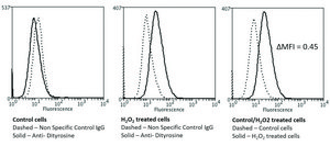 Monoclonal Anti-Dityrosine-Atto 594 antibody produced in mouse clone 10A6