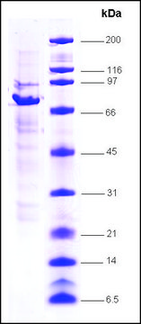 Rev-ErbA, &#946; (RVR) human recombinant, expressed in insect cells, &#8805;80% (SDS-PAGE)