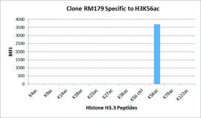 Anti-Acetyl-Histone H3 (Lys56) antibody, Rabbit monoclonal recombinant, expressed in HEK 293 cells, clone RM179, purified immunoglobulin
