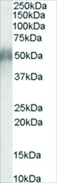 Anti-CD2BP2, N-Terminal antibody produced in goat affinity isolated antibody, buffered aqueous solution