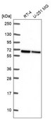 Anti-WDR1 antibody produced in rabbit Prestige Antibodies® Powered by Atlas Antibodies, affinity isolated antibody