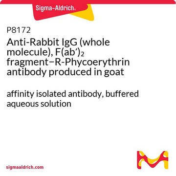 Anti-Rabbit IgG (whole molecule), F(ab&#8242;)2 fragment&#8722;R-Phycoerythrin antibody produced in goat affinity isolated antibody, buffered aqueous solution