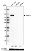 Anti-SORBS1 antibody produced in rabbit Prestige Antibodies® Powered by Atlas Antibodies, affinity isolated antibody, buffered aqueous glycerol solution