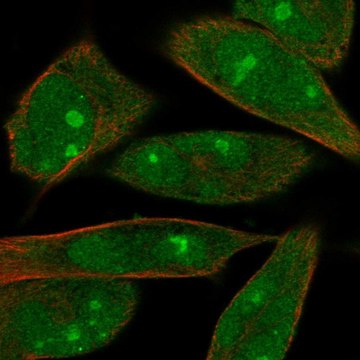 Anti-MOB1A antibody produced in rabbit Prestige Antibodies&#174; Powered by Atlas Antibodies, affinity isolated antibody