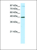 Anti-BHLHB2 antibody produced in rabbit affinity isolated antibody