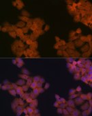 Anti-CDC23 Antibody, clone 1Q2I3, Rabbit Monoclonal