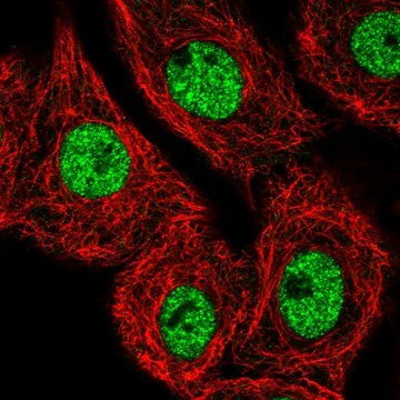 Anti-MED25 antibody produced in rabbit Prestige Antibodies&#174; Powered by Atlas Antibodies, affinity isolated antibody