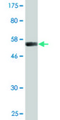 Monoclonal Anti-VWF antibody produced in mouse clone 1A11, purified immunoglobulin, buffered aqueous solution