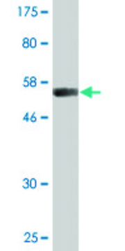 Monoclonal Anti-VWF antibody produced in mouse clone 1A11, purified immunoglobulin, buffered aqueous solution