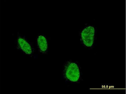 ANTI-HOXA5 antibody produced in mouse clone 3E8, purified immunoglobulin, buffered aqueous solution