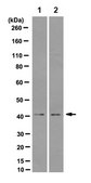 Anti-Lefty Antibody, clone 1G9.1 clone 1G9.1, from mouse