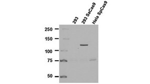 Anti-Cas9 Antibody, C-terminal Antibody, clone 5F1 Antibody, S. aureus clone 5F1, from mouse