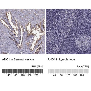 Anti-ANO1 Prestige Antibodies&#174; Powered by Atlas Antibodies, affinity isolated antibody