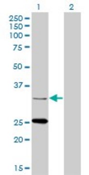 Monoclonal Anti-STAR antibody produced in mouse clone 5F9, purified immunoglobulin, buffered aqueous solution