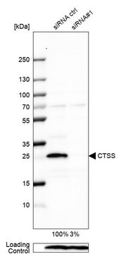 Anti-CTSS antibody produced in rabbit Prestige Antibodies&#174; Powered by Atlas Antibodies, affinity isolated antibody, buffered aqueous glycerol solution