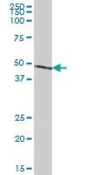 Anti-NDUFS2 antibody produced in mouse IgG fraction of antiserum, buffered aqueous solution