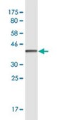 Monoclonal Anti-CUX2 antibody produced in mouse clone 2H8, purified immunoglobulin, buffered aqueous solution