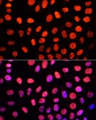 Anti-DiMethyl-DNMT3A-K44 antibody produced in rabbit