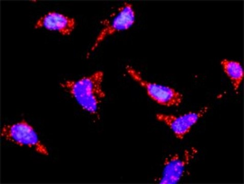 Anti-HRAS antibody produced in mouse purified immunoglobulin, buffered aqueous solution