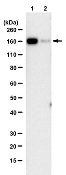 Anti-SARS-CoV-1/2 S Protein Antibody, clone hu2B3E5 ZooMAb&#174; Chimeric Monoclonal recombinant, expressed in HEK 293 cells