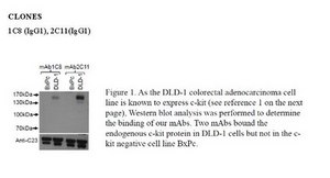 Anti-CD117 (c-Kit) Antibody, clone 2C11 clone 2C11, from mouse