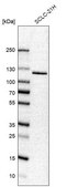 Anti-USP33 antibody produced in rabbit affinity isolated antibody, buffered aqueous glycerol solution