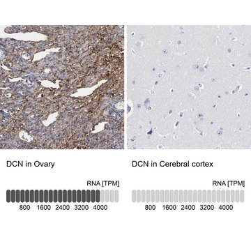 Anti-DCN antibody produced in rabbit Prestige Antibodies&#174; Powered by Atlas Antibodies, affinity isolated antibody, buffered aqueous glycerol solution