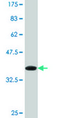 Monoclonal Anti-DHX8 antibody produced in mouse clone 1D6, purified immunoglobulin, buffered aqueous solution