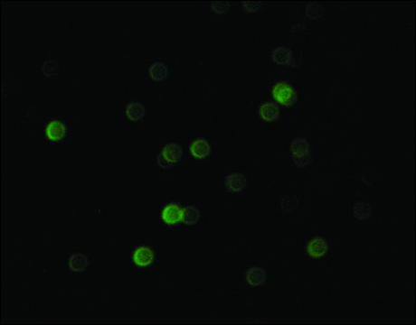 Anti-Bovine IgG (whole molecule)–FITC antibody produced in rabbit affinity isolated antibody, buffered aqueous solution