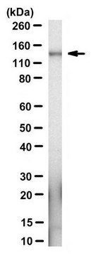 Anti-Apaf-1 Antibody, clone 13F11 clone 13F11, from rat