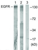 Anti-EGFR antibody produced in rabbit affinity isolated antibody