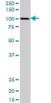 Anti-PBXIP1 antibody produced in mouse purified immunoglobulin, buffered aqueous solution