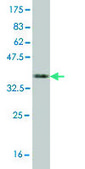 Monoclonal Anti-NPR2 antibody produced in mouse clone 2A6, purified immunoglobulin, buffered aqueous solution