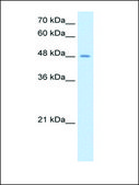 Anti-TMPRSS11D antibody produced in rabbit IgG fraction of antiserum