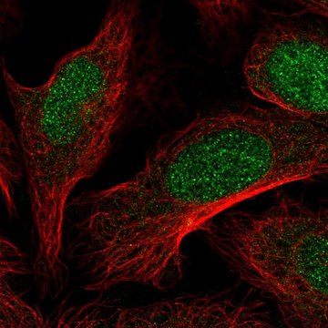 Anti-DOT1L antibody produced in rabbit Prestige Antibodies&#174; Powered by Atlas Antibodies, affinity isolated antibody