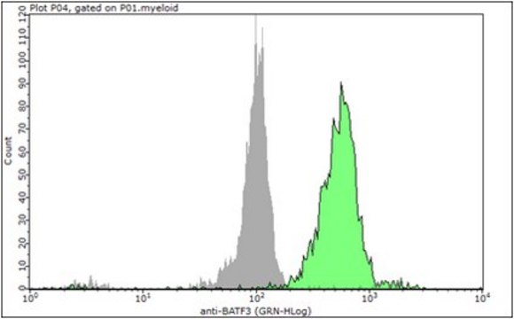 Anti-BATF3 Antibody from rabbit, purified by affinity chromatography