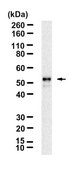 Anti-IRF7 Antibody, clone 3B22 ZooMAb® Rabbit Monoclonal recombinant, expressed in HEK 293 cells