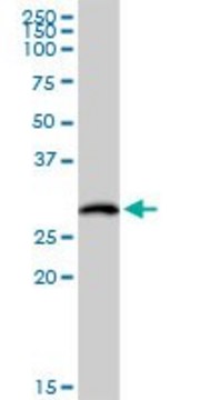 Anti-HLA-DOB antibody produced in rabbit purified immunoglobulin, buffered aqueous solution