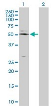 Anti-NAPSA antibody produced in rabbit purified immunoglobulin, buffered aqueous solution