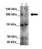 Anti-UBE3A (ab1) antibody produced in rabbit affinity isolated antibody