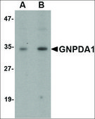 Anti-GNPDA1 antibody produced in rabbit affinity isolated antibody, buffered aqueous solution