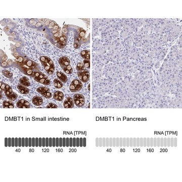 Anti-DMBT1 antibody produced in rabbit Prestige Antibodies&#174; Powered by Atlas Antibodies, affinity isolated antibody, buffered aqueous glycerol solution