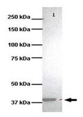 Anti-RGD1310788 antibody produced in rabbit affinity isolated antibody