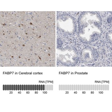 Anti-FABP7 antibody produced in rabbit Prestige Antibodies&#174; Powered by Atlas Antibodies, affinity isolated antibody, buffered aqueous glycerol solution