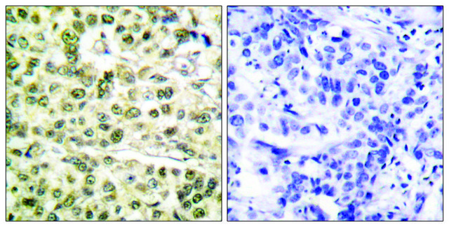 Anti-PCNA antibody produced in rabbit affinity isolated antibody